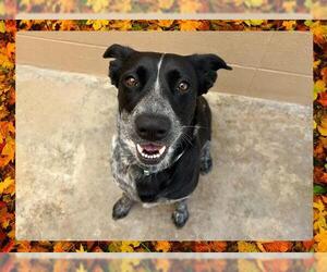 Mutt Dogs for adoption in Ojai, CA, USA