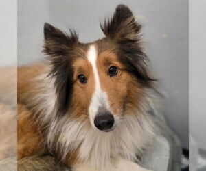 Mutt Dogs for adoption in Dublin, OH, USA