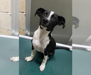 Mutt Dogs for adoption in Tulsa, OK, USA