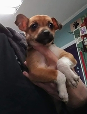 Medium Photo #1 Chihuahua Puppy For Sale in Clarkesville, GA, USA