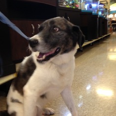 Border Collie-Catahoula Leopard Dog Mix Dogs for adoption in The Woodlands, TX, USA