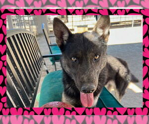 German Shepherd Dog-Unknown Mix Dogs for adoption in Ojai, CA, USA