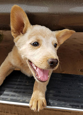 Mutt Dogs for adoption in Corrales, NM, USA