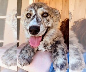 Australian Shepherd-Huskies  Mix Dogs for adoption in Pena Blanca, NM, USA
