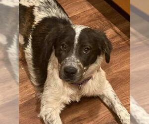 Border Collie Dogs for adoption in Cave Creek, AZ, USA