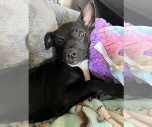 Chiweenie Dogs for adoption in Princeton, MN, USA