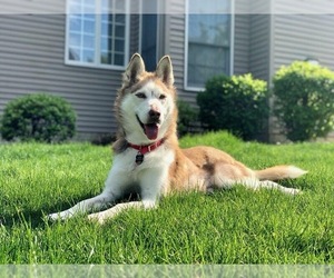 Siberian Husky Dogs for adoption in Mattoon, IL, USA