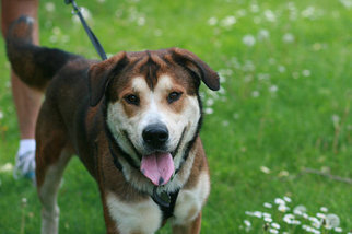 Mutt Dogs for adoption in Batavia, NY, USA