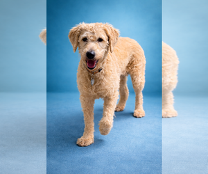 Labradoodle Dogs for adoption in McKinney, TX, USA