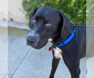 Lab-Pointer Dogs for adoption in San Diego, CA, USA