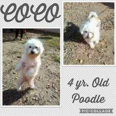 Medium Photo #1 Poodle (Miniature)-Unknown Mix Puppy For Sale in Mesa, AZ, USA