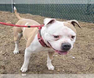 American Pit Bull Terrier-Bulldog Mix Dogs for adoption in Springfield, MA, USA