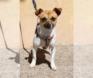 Chihuahua-Unknown Mix Dogs for adoption in Albuquerque, NM, USA