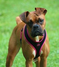 Boxer Dogs for adoption in Fairmont, WV, USA
