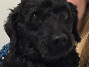 Poodle (Miniature) Dogs for adoption in Crownsville, MD, USA