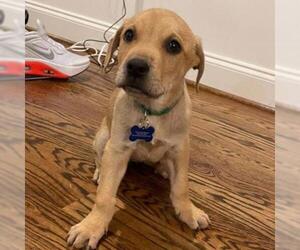 Mastiff Dogs for adoption in Helena, AL, USA