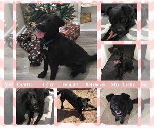 Black Mouth Cur-Retriever  Mix Dogs for adoption in Mesa, AZ, USA