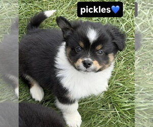 Australian Shepherd-Unknown Mix Dogs for adoption in Aurora, IN, USA