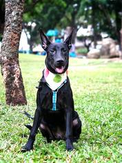 Small Labrador Retriever Mix