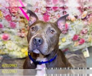 American Pit Bull Terrier Dogs for adoption in West Palm Beach, FL, USA