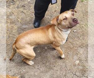 Labrador Retriever-Unknown Mix Dogs for adoption in San Antonio, TX, USA