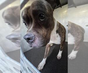 American Staffordshire Terrier-Unknown Mix Dogs for adoption in San Antonio, TX, USA