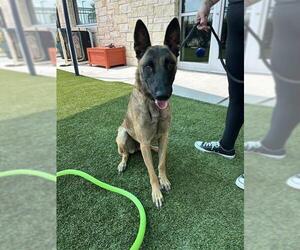 Mutt Dogs for adoption in Baytown, TX, USA