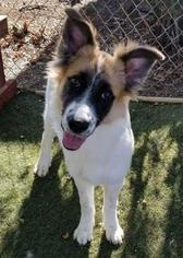 Akita Dogs for adoption in Oakley, CA, USA
