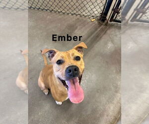 American Pit Bull Terrier Dogs for adoption in Evansville, IN, USA