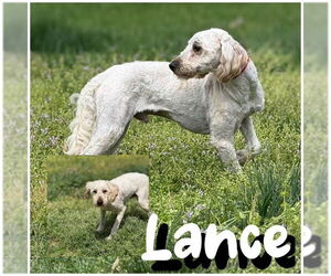 Mutt Dogs for adoption in Raleigh, NC, USA
