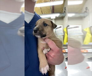 Black Mouth Cur-Unknown Mix Dogs for adoption in Waco, TX, USA