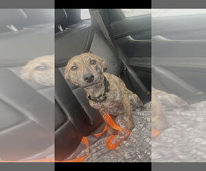 Mutt Dogs for adoption in Brewster, NY, USA