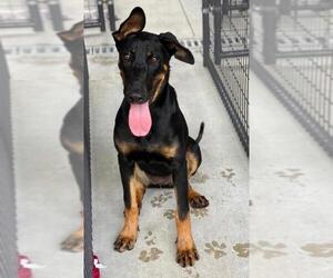 Beauceron Dogs for adoption in Little Rock, AR, USA