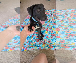 Great Dane-Labrador Retriever Mix Dogs for adoption in Plainfield, IL, USA