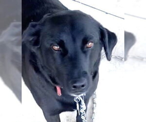 Mutt Dogs for adoption in Tabernash, CO, USA