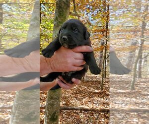 Australian Shepherd Dogs for adoption in Scottsboro, AL, USA