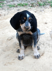 Bluetick Coonhound Dogs for adoption in Malakoff, TX, USA