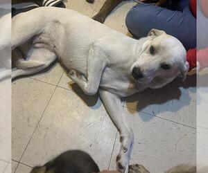 Labrenees Dogs for adoption in San Antonio, TX, USA