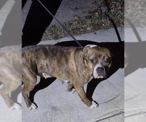 American Staffordshire Terrier-Unknown Mix Dogs for adoption in San Antonio, TX, USA