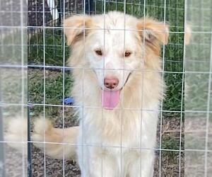 Great Pyrenees-Huskies  Mix Dogs for adoption in Crossville, TN, USA