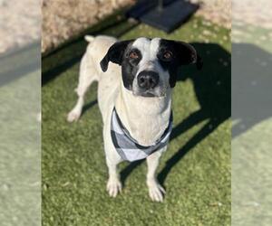 Mutt Dogs for adoption in Newton, NC, USA