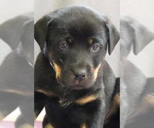 Rottweiler Dogs for adoption in Siren, WI, USA