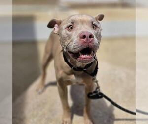 Mutt Dogs for adoption in Las Vegas, NV, USA
