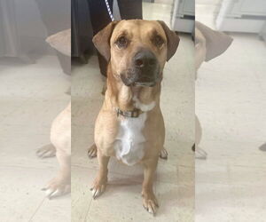 Great Dane-Labrador Retriever Mix Dogs for adoption in Princeton, MN, USA