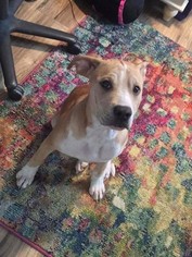 Bullboxer Pit Dogs for adoption in Addison, NY, USA