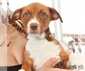 Plott Hound-Unknown Mix Dogs for adoption in Washington, DC, USA