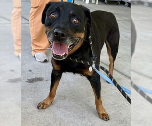 Rottweiler Dogs for adoption in Tavares, FL, USA