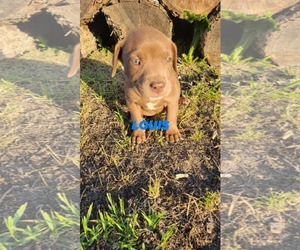 Chocolate Labrador retriever-Unknown Mix Dogs for adoption in Brooksville, FL, USA