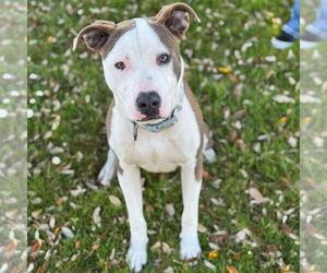 American Pit Bull Terrier-Unknown Mix Dogs for adoption in Rohnert Park, CA, USA