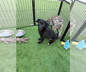 Labrador Retriever-Unknown Mix Dogs for adoption in Sanford, FL, USA